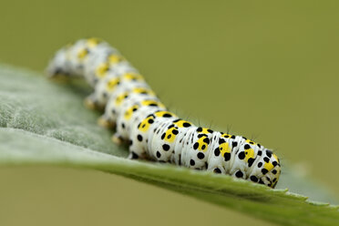 Caterpillar of Mullein moth on a leaf - MJOF001194