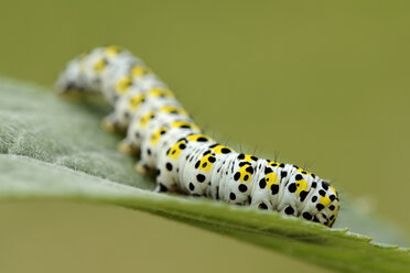 Raupe des Maulbeerspinners auf einem Blatt - MJOF001194