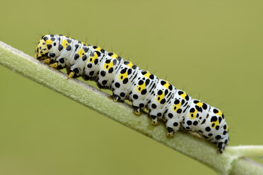 Caterpillar of Mullein moth on a stem - MJOF001195