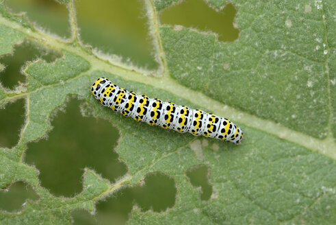 Raupe des Maulbeerspinners auf einem Blatt - MJOF001196