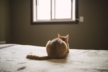 Rückenansicht einer Katze, die auf dem Bett liegt und zum Fenster schaut - RAEF001209
