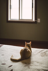 Back view of cat lying on bed looking at window - RAEF001210
