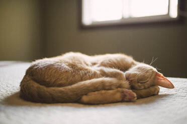 Katze schläft auf einem Bett zu Hause - RAEF001212