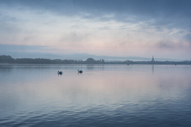 Deutschland, Landkreis Konstanz, Bodensee, Blick auf das Radolfzeller Seeufer am Morgen - ELF001769