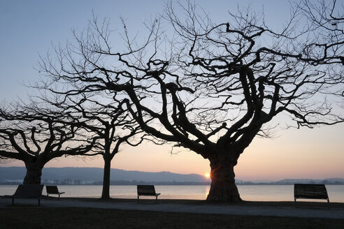 Deutschland, Bodensee, Bänke und Bäume bei Sonnenuntergang am Seeufer - ELF001778