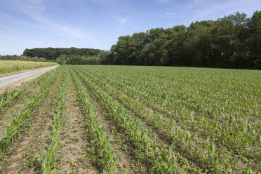 Deutschland, Feld mit jungen Maispflanzen, Zea mays - WIF003329