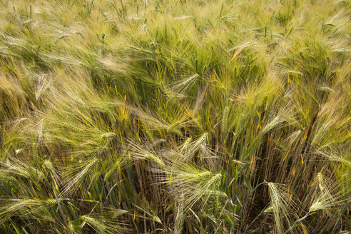 Deutschland, Feld mit Gerste, Hordeum vulgare - WIF003331