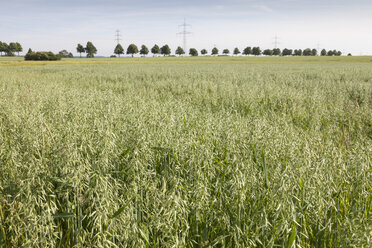 Deutschland, Feld mit Hafer, Avena - WIF003333