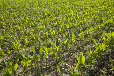 Deutschland, Feld mit jungen Maispflanzen, Zea mays - WIF003335