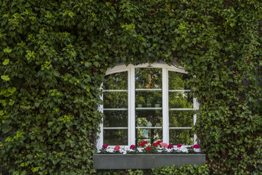 Fenster zwischen Efeu an einer Hausfassade - TCF004970