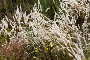 Seidige Ährenmelike, Melica ciliata - CSF027478