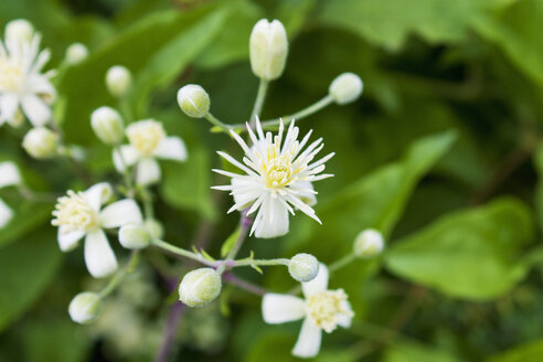 Clematis, weiß blühend - CSF027481