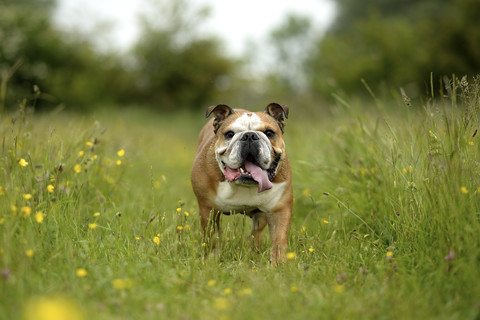 Englische Bulldogge auf einer Wiese, lizenzfreies Stockfoto