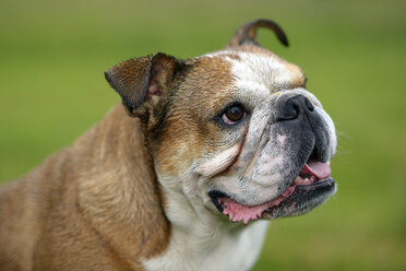 Porträt einer englischen Bulldogge - MJOF001204