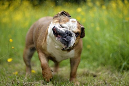 Englische Bulldogge schüttelt den Kopf auf einer Wiese - MJOF001205