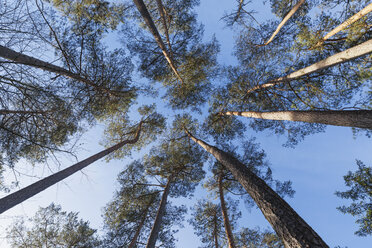 Deutschland, Rheinland-Pfalz, Waldkiefer im Biosphärenreservat Pfälzerwald-Nordvogesen - GWF004748