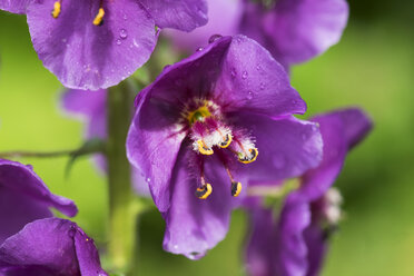 Violette Königskerze, Verbascum phoeniceum - SIEF007042