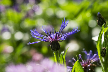 Ornamental knapweed, Centaurea montana - SIEF007043