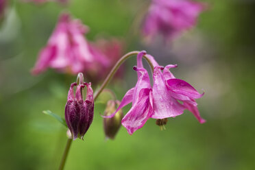 Gewöhnliche Akelei, Aquilegia vulgaris - SIEF007044