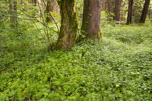 Deutschland, Bayern, Isar-Auen, Auenwald, Waldmeister, Galium odoratum - SIEF007046