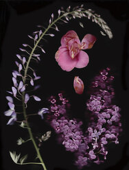 Chinese Wisteria, camellia and lilac in front of black background - MFF003001