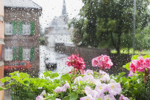 Deutschland, Köln, starker Regen im Sommer, Sommerblumen im Blumenkasten und Regentropfen auf der Fensterscheibe - GWF004758