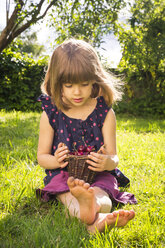 Little girl with punnet of cherries sitting on a meadow in the garden - LVF004961