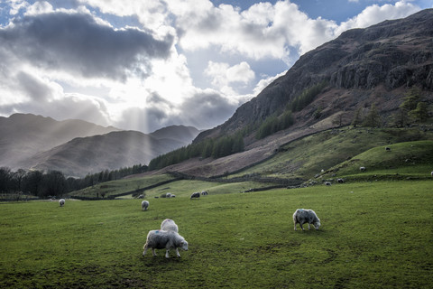 England, Cumbria, Lake District, Langdale, flock of sheep stock photo