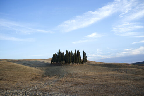 Italien, Toskana, Val d'Orcia, Gruppe von Zypressen - PAF001724