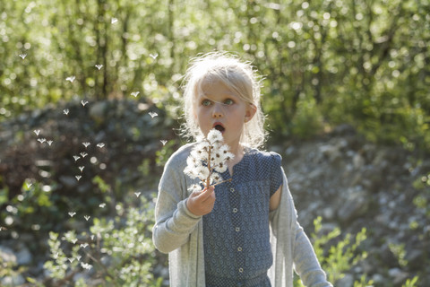 Blondes kleines Mädchen bläst die Samen einer Dolde in die Luft, lizenzfreies Stockfoto