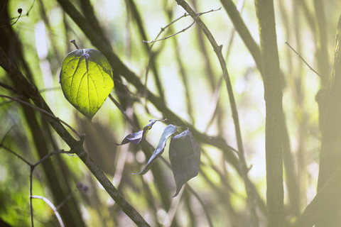 Blatt im Wald mit Gegenlicht, lizenzfreies Stockfoto