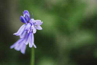 Blue bell flowers, Hyacinthoides non-scripta, copy space - LSF000077