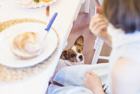 Hund schaut Mädchen an, das am Esstisch sitzt - MJF001835