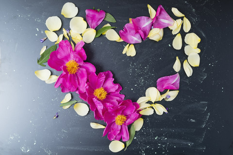 Pfingstrose und Rosenblütenblätter in Herzform, lizenzfreies Stockfoto