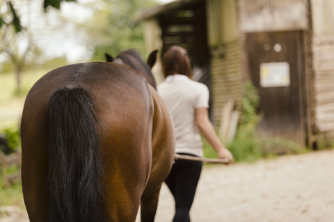 Junge Frau führt braunes Pferd, lizenzfreies Stockfoto