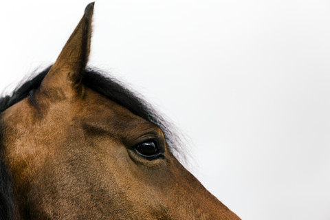 Kopf und Auge eines braunen Pferdes, lizenzfreies Stockfoto