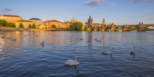 Czechia, Prague, mute swan, Vltava river, Old town with Charles Bridge in the background - WGF000874