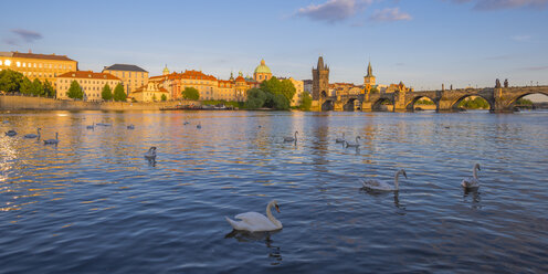 Tschechien, Prag, Höckerschwan, Fluss Moldau, Altstadt mit Karlsbrücke im Hintergrund - WGF000874