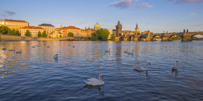 Tschechien, Prag, Höckerschwan, Fluss Moldau, Altstadt mit Karlsbrücke im Hintergrund - WGF000874