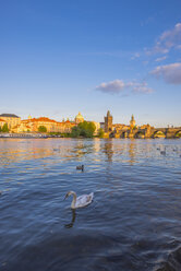 Czechia, Prague, mute swan, Vltava river, Old town with Charles Bridge in the background - WGF000875