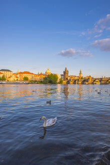 Tschechien, Prag, Höckerschwan, Fluss Moldau, Altstadt mit Karlsbrücke im Hintergrund - WGF000875