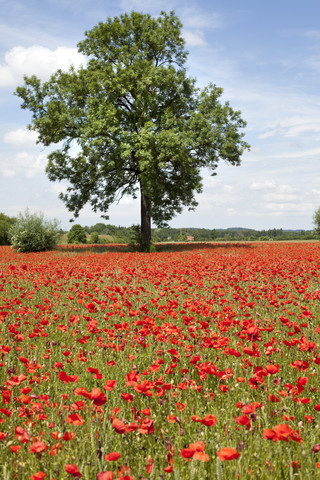 Field of poppies with tree stock photo