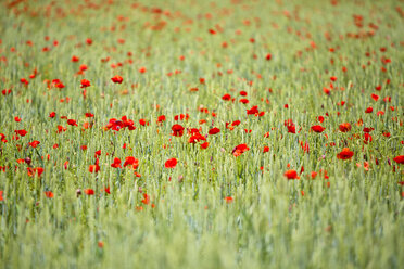 Field of poppies - MAEF011835