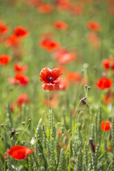 Field of poppies - MAEF011836