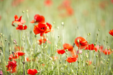 Field of poppies - MAEF011837