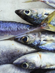 Nahaufnahme von Fischen auf einem Straßenmarkt in Gallipoli, Italien - GIOF001213