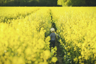 Boy in canola field - SBOF000168