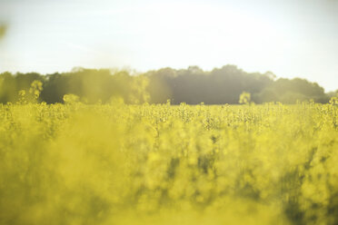 Canola field - SBOF000170