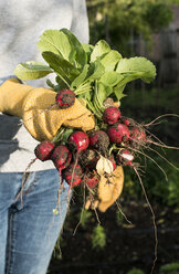 Woman holding bunch of radishes in a garden - DEGF000830