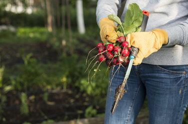 Woman holding a bunch of radishes in a garden - DEGF000831